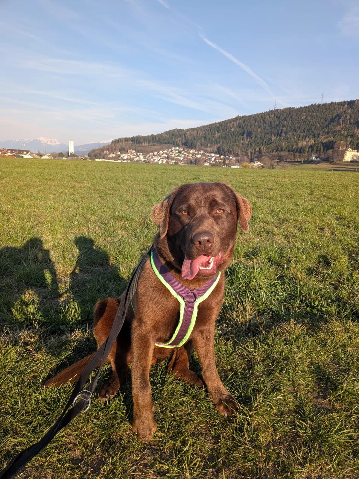 Nalle, male Labrador Retriever for adoption at Tierschutzverein für Tirol, Innsbruck