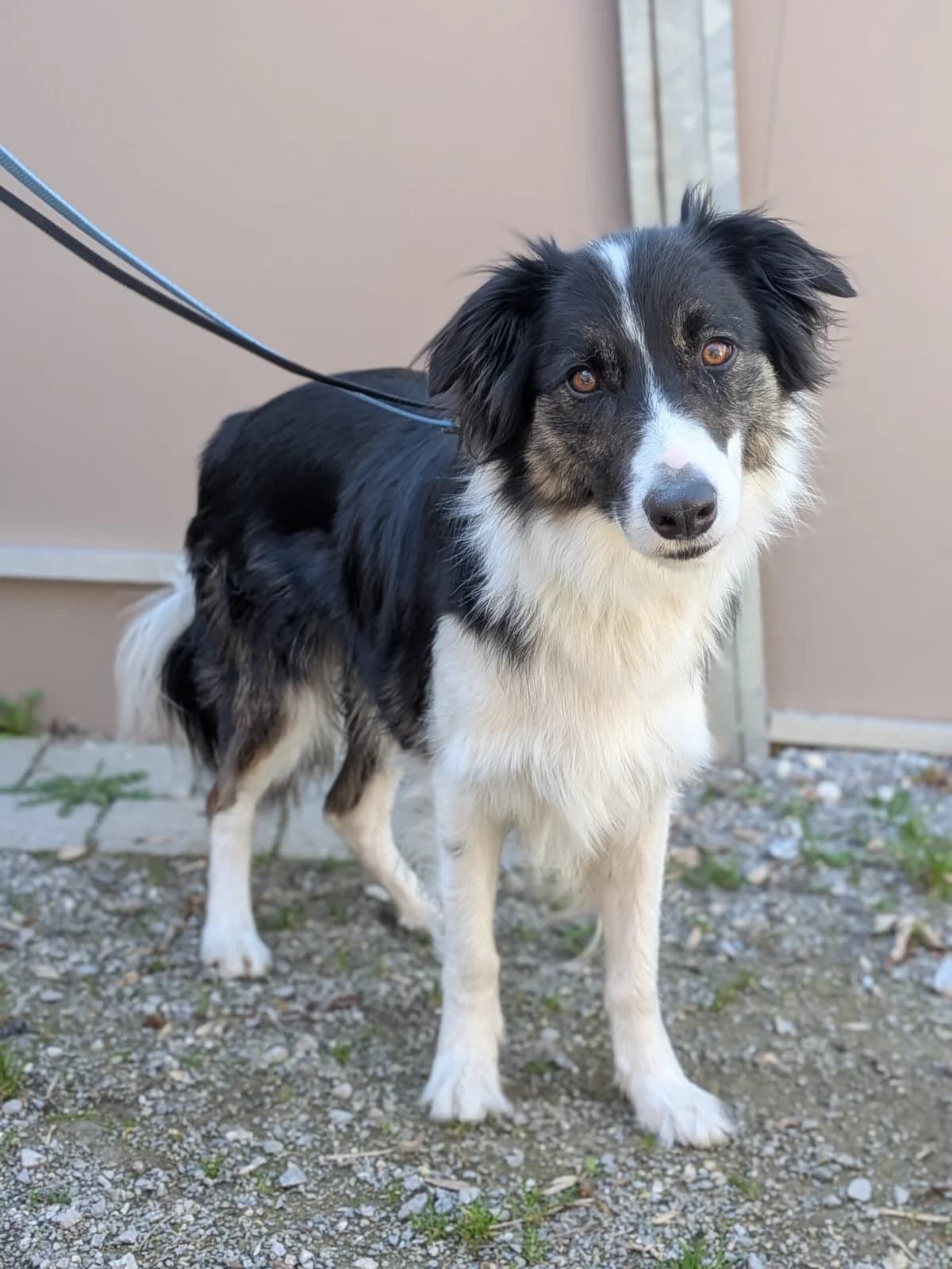 Rocco, male Border Collie for adoption at Tierschutzverein für Tirol, Innsbruck