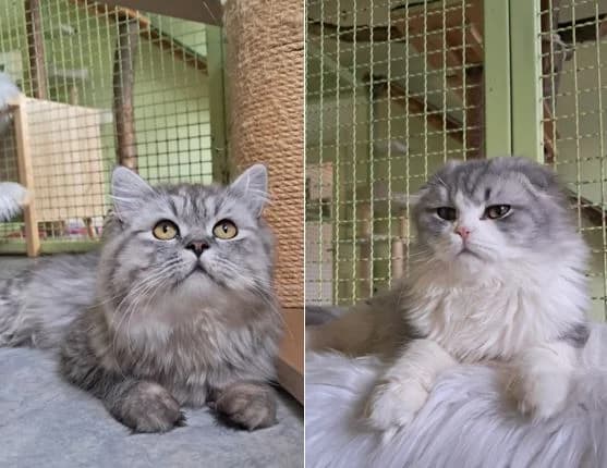 Koda & Kenai, male young Scottish Fold for adoption at Tierschutzverein für Tirol, Innsbruck