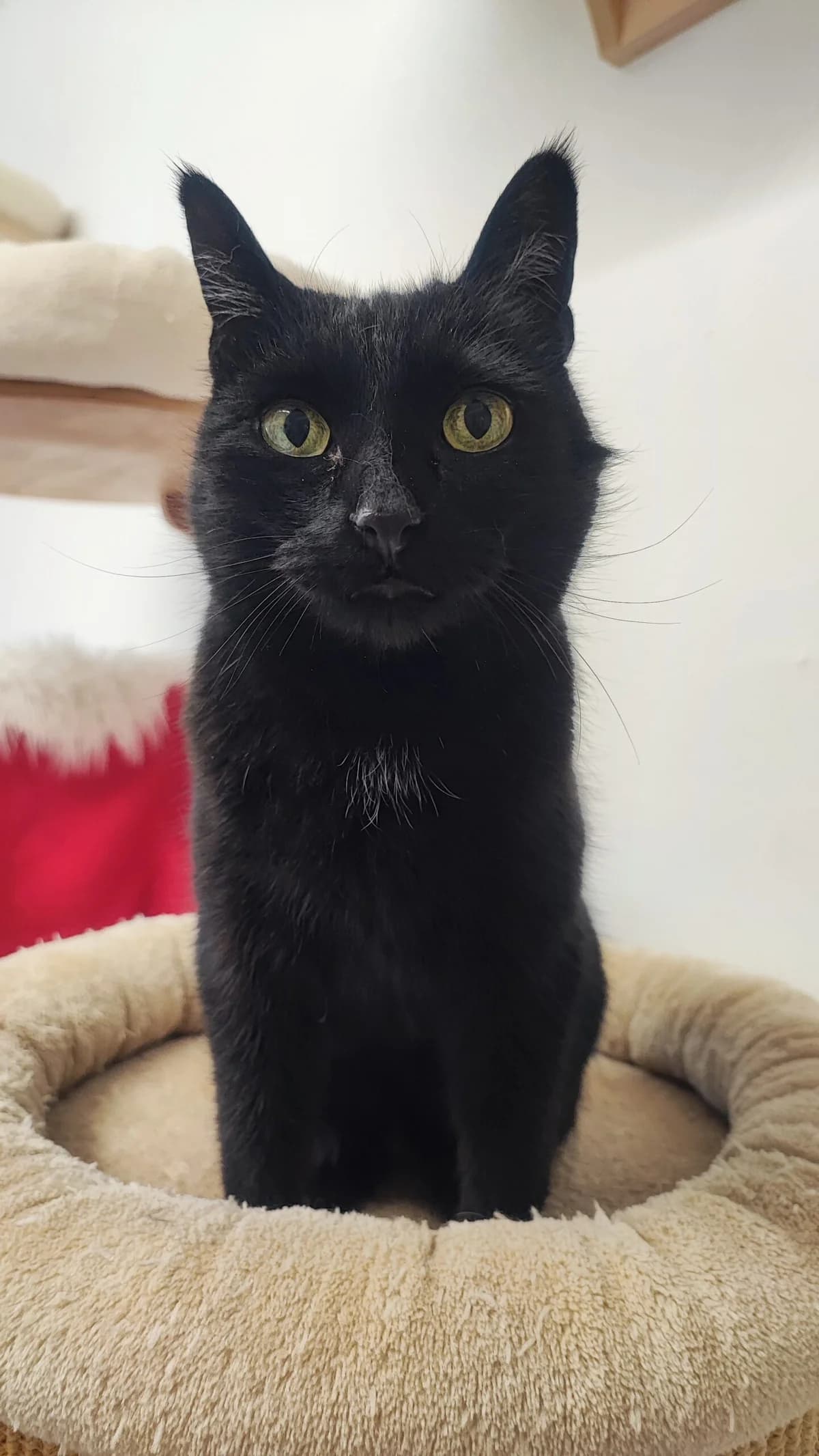 Clara, 6yo European Shorthair for adoption at Tierschutzverein für Tirol, Innsbruck