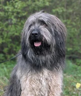 Gandalf, male 5yo mixed breed for adoption at Tierschutzverein für Tirol, Innsbruck