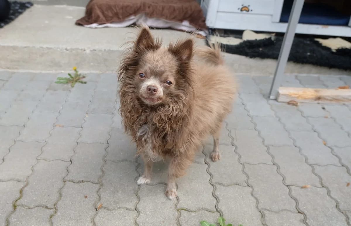 Amigo, male senior Chihuahua for adoption at Tierschutzverein für Tirol, Innsbruck
