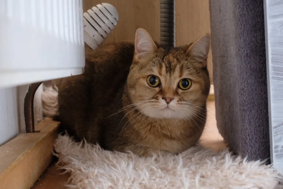 Sera & Ares, 4yo British Shorthair for adoption at Tierschutzverein für Tirol, Innsbruck