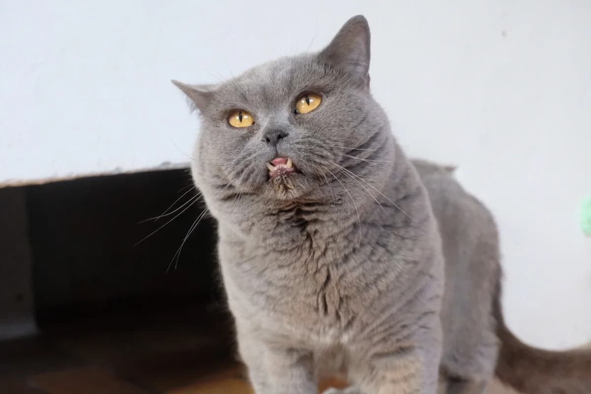 Giovanni & Spencer, senior British Shorthair for adoption at Tierschutzverein für Tirol, Innsbruck