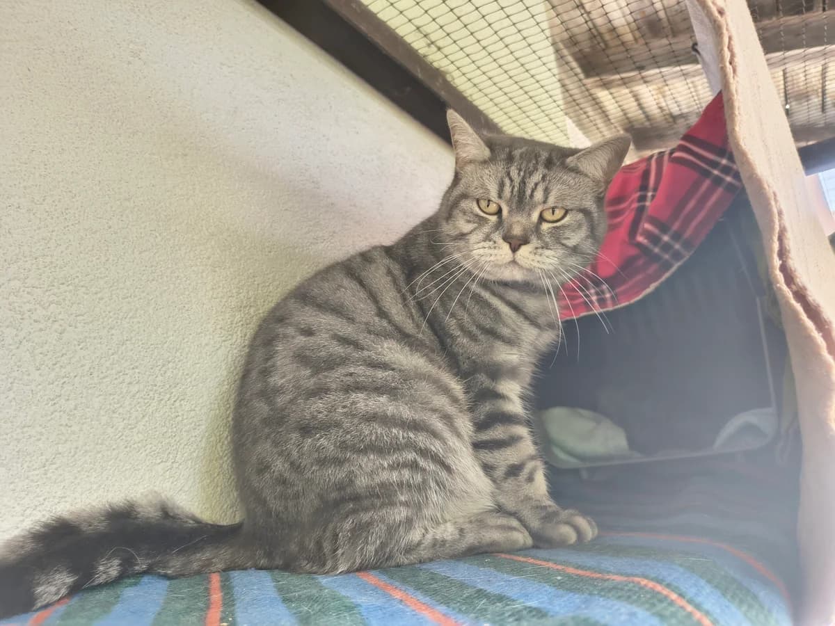 Balu & Nayla, British Shorthair for adoption at Tierschutzverein für Tirol, Innsbruck