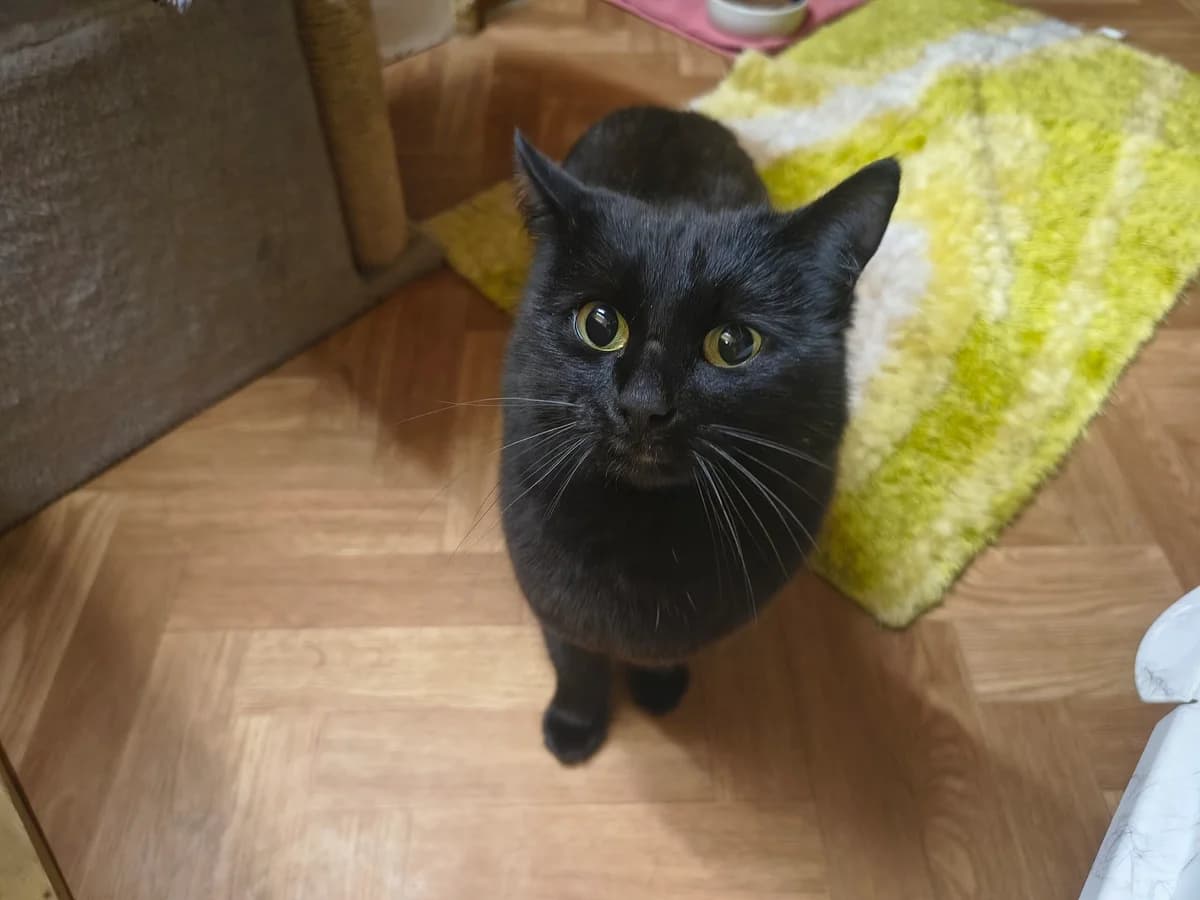 Jacky, 4yo European Shorthair for adoption at Tierschutzverein für Tirol, Innsbruck