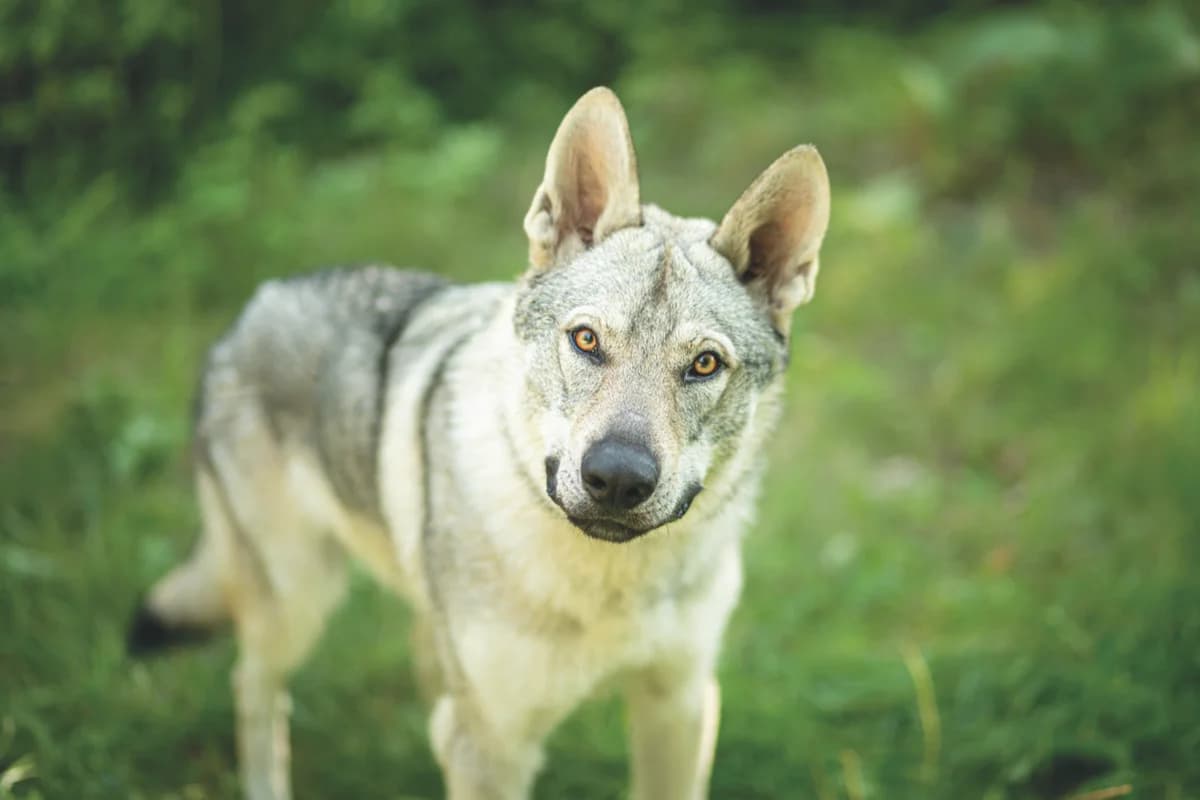 Miyu, young mixed breed for adoption at Tierschutzverein für Tirol, Innsbruck