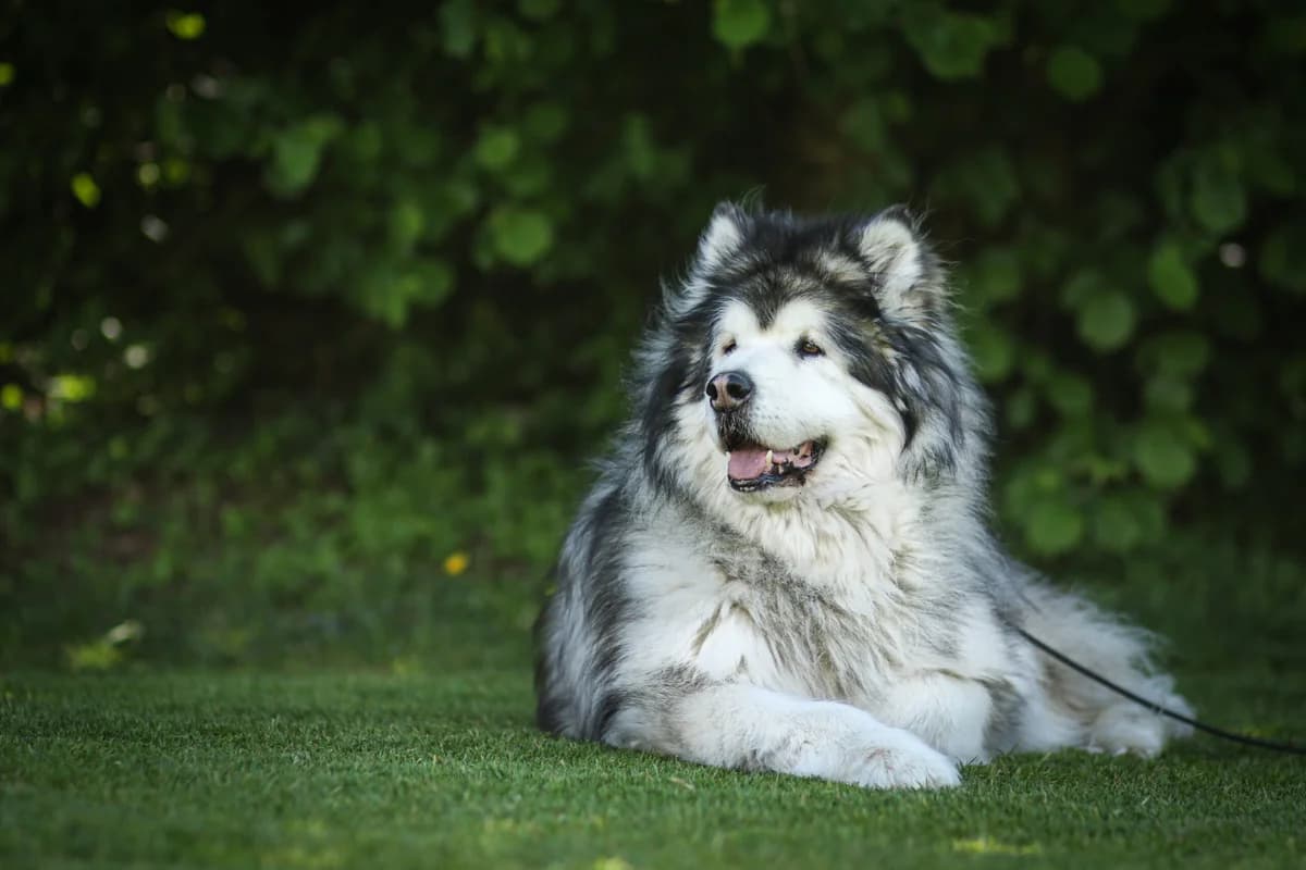 Makalu, male senior Alaskan Malamute for adoption at Tierschutzverein für Tirol, Innsbruck