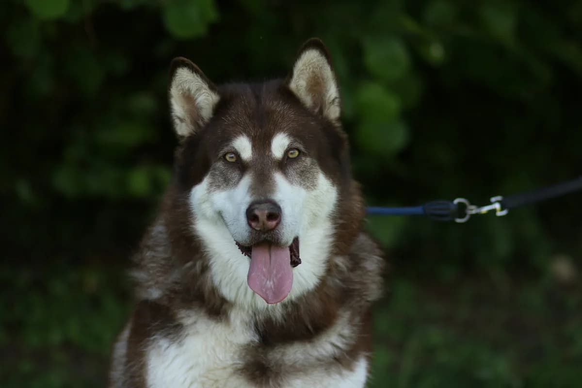 Denali, male 6yo Alaskan Malamute for adoption at Tierschutzverein für Tirol, Innsbruck
