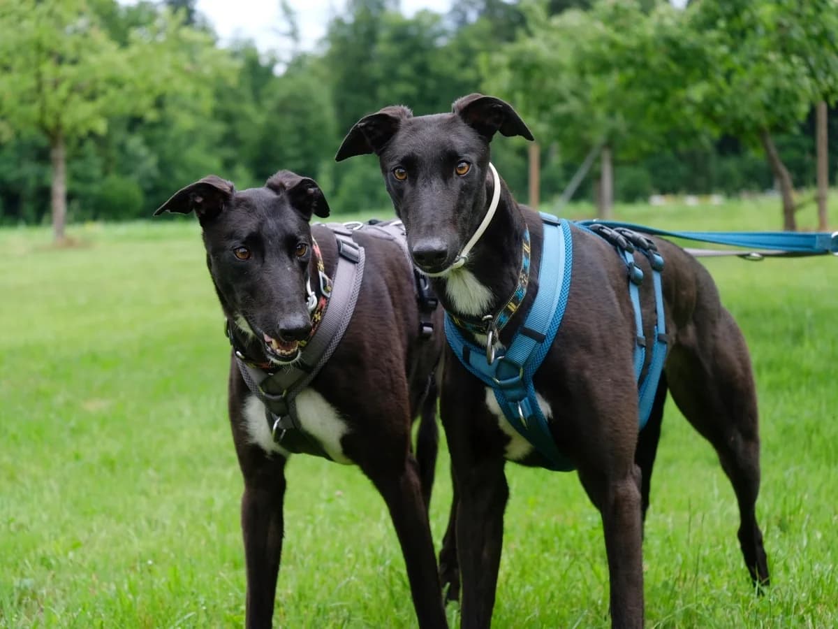 Glen &, Greyhound for adoption at Tierschutzverein für Tirol, Innsbruck