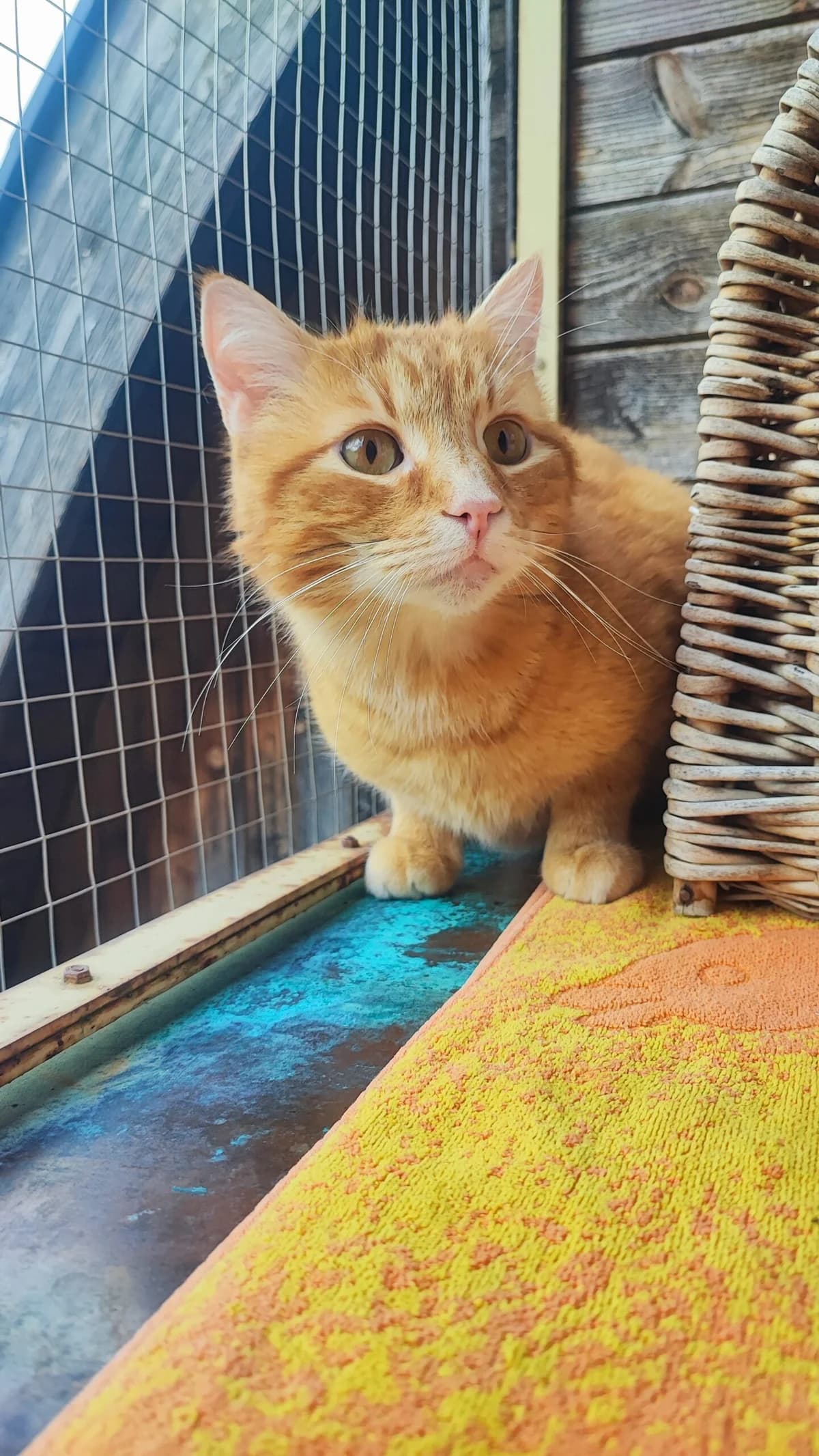 Albert, male European Shorthair for adoption at Tierschutzverein für Tirol, Innsbruck