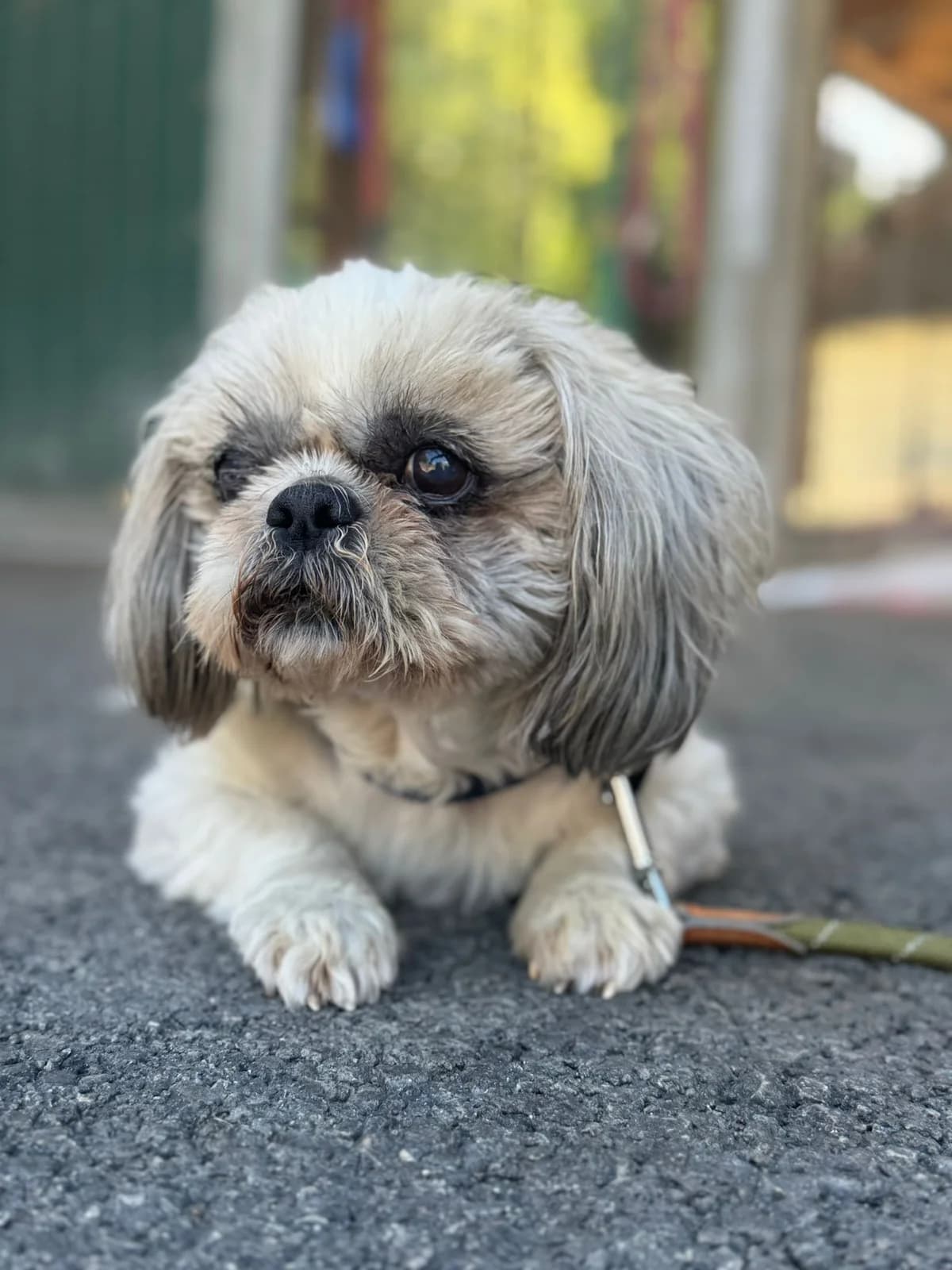 Hubert, male senior Shih Tzu for adoption at Tierschutzverein für Tirol, Innsbruck