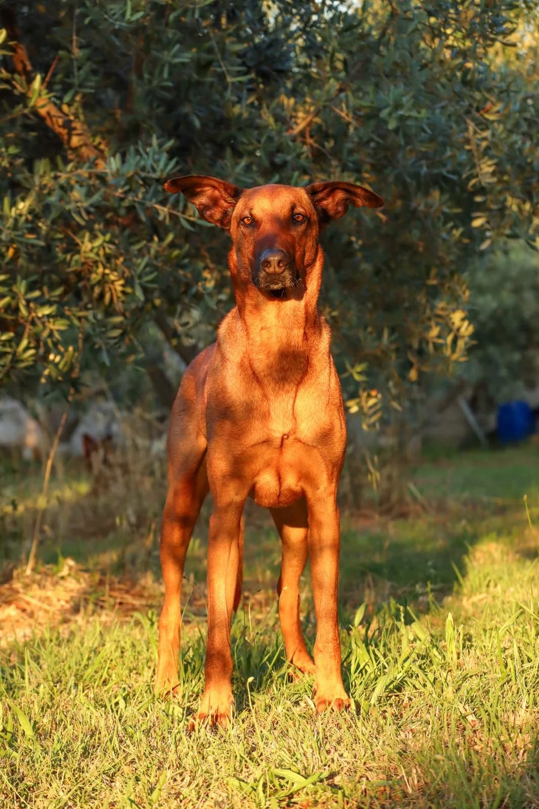 Dobby, mixed breed for adoption at Tierschutzverein für Tirol, Innsbruck