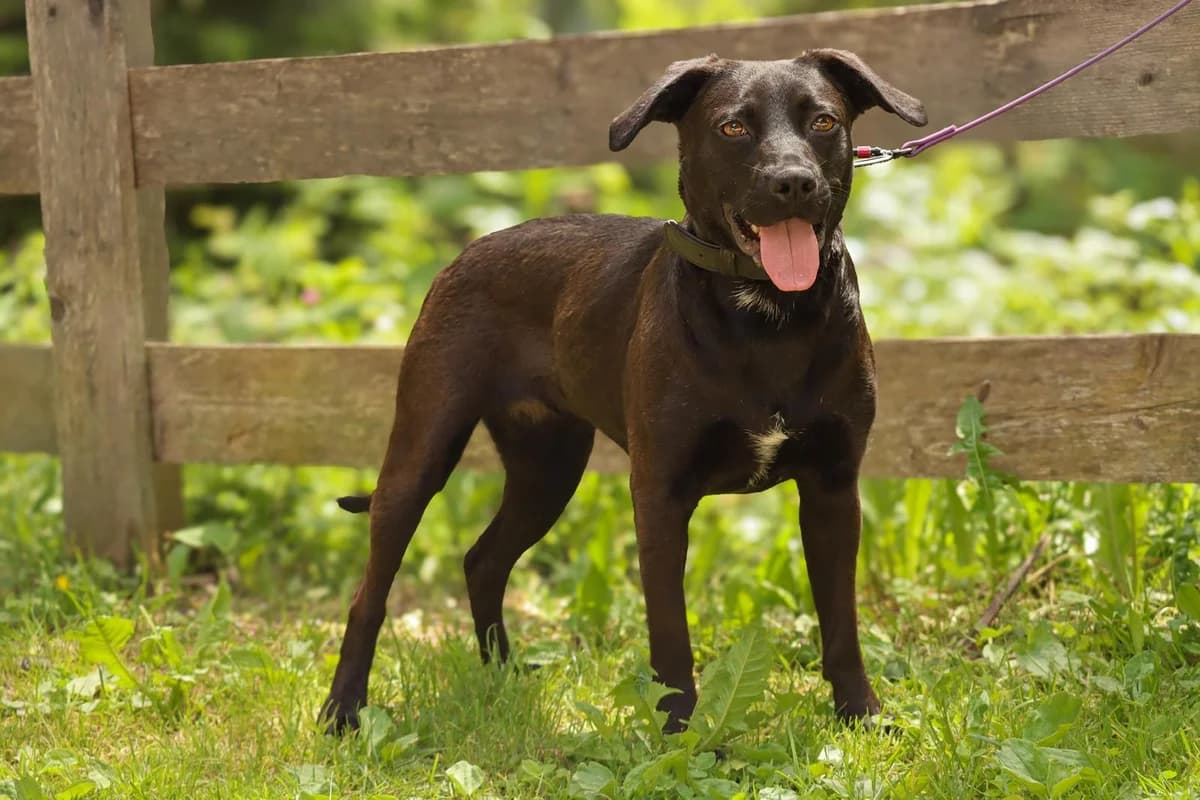Lara, female Mixed Breed for adoption at Tierschutzverein für Tirol, Innsbruck