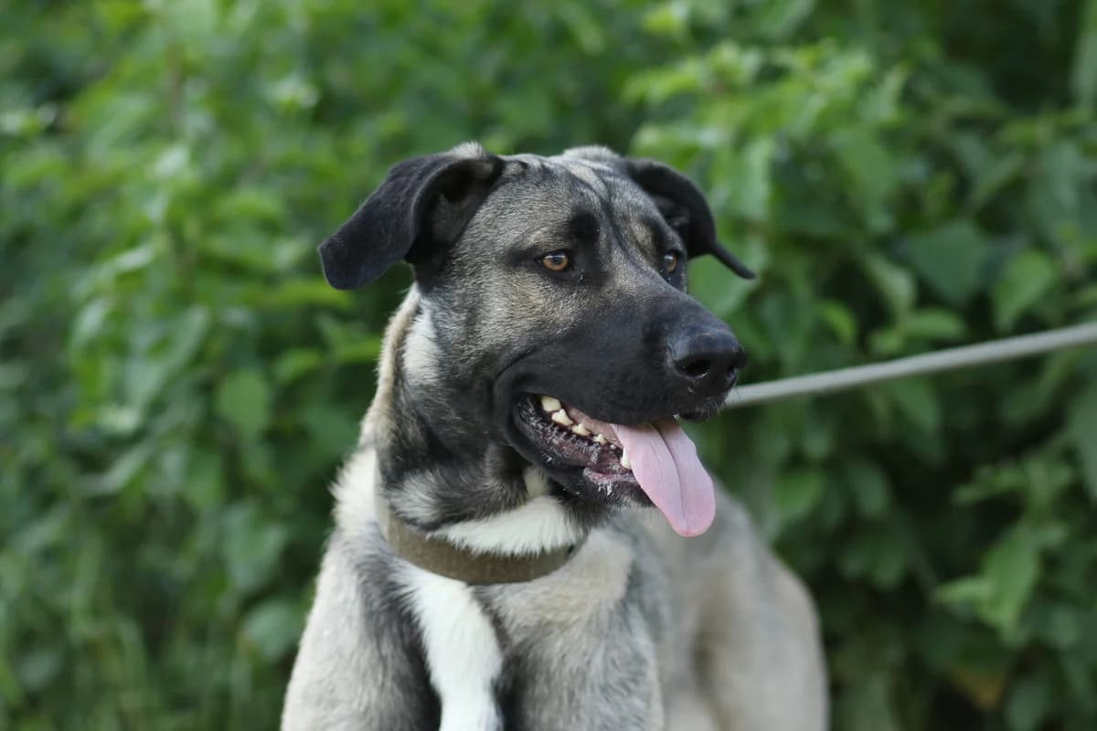 Iara, female young mixed breed for adoption at Tierschutzverein für Tirol, Innsbruck