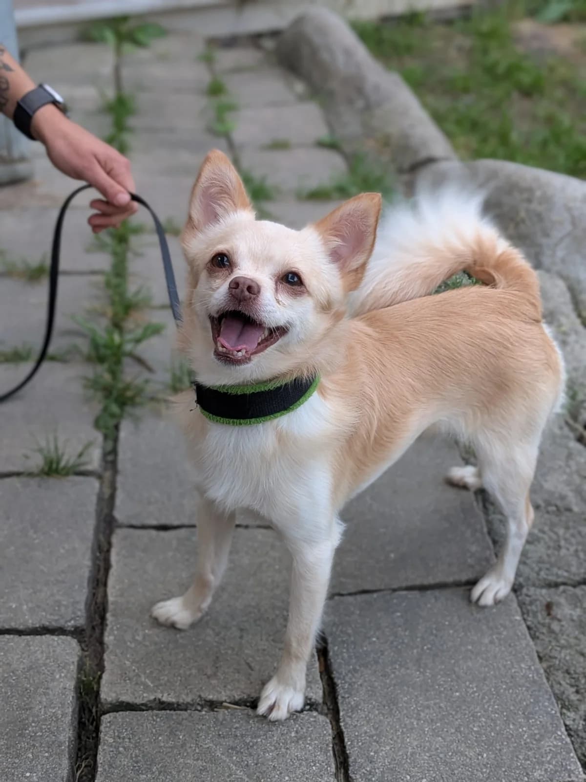 Rambo, male senior Chihuahua for adoption at Tierschutzverein für Tirol, Innsbruck