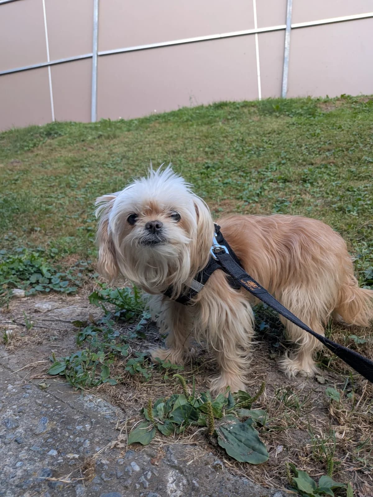 Hannelore, female senior Chihuahua for adoption at Tierschutzverein für Tirol, Innsbruck