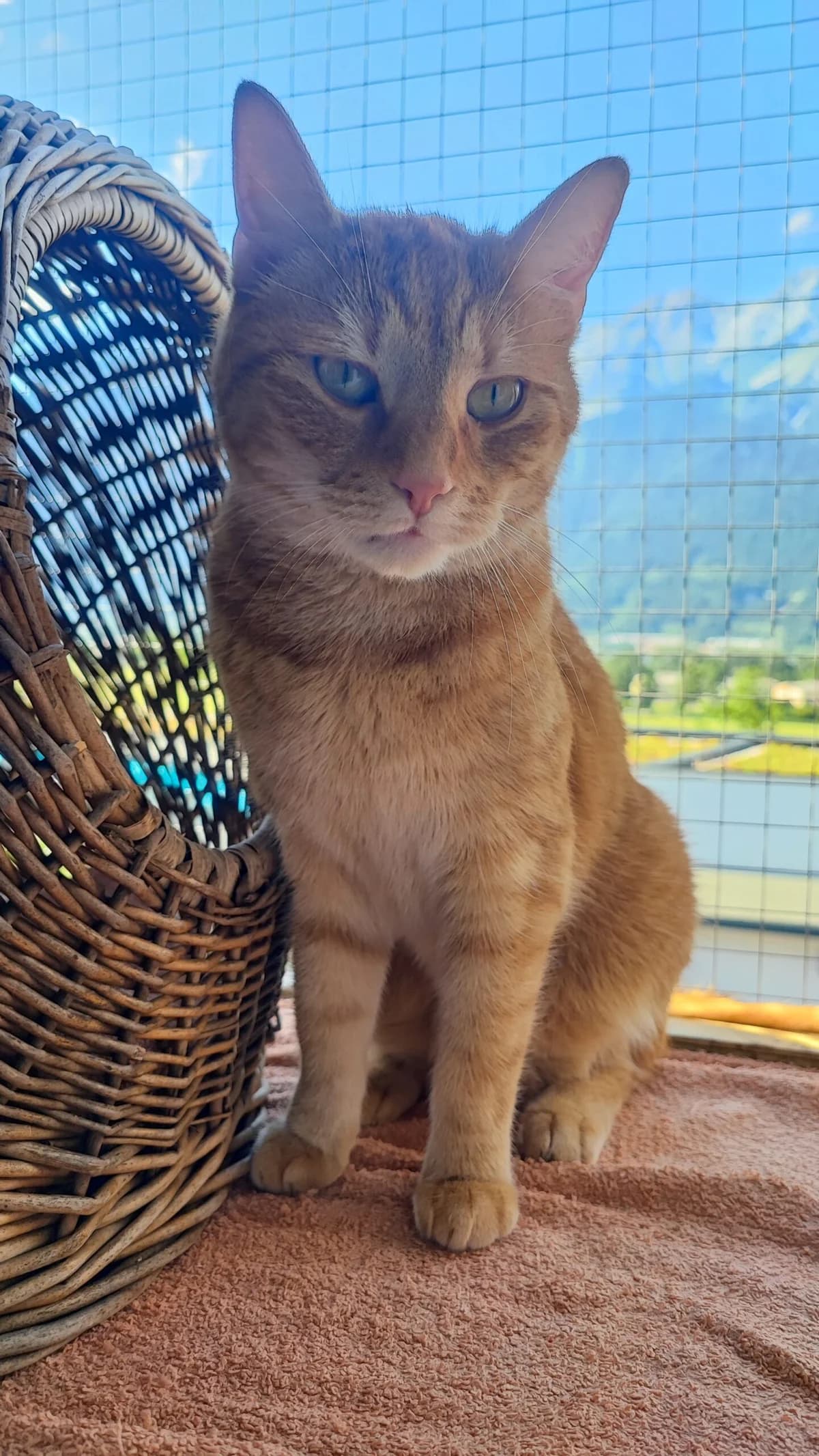 Banjo, male European Shorthair for adoption at Tierschutzverein für Tirol, Innsbruck