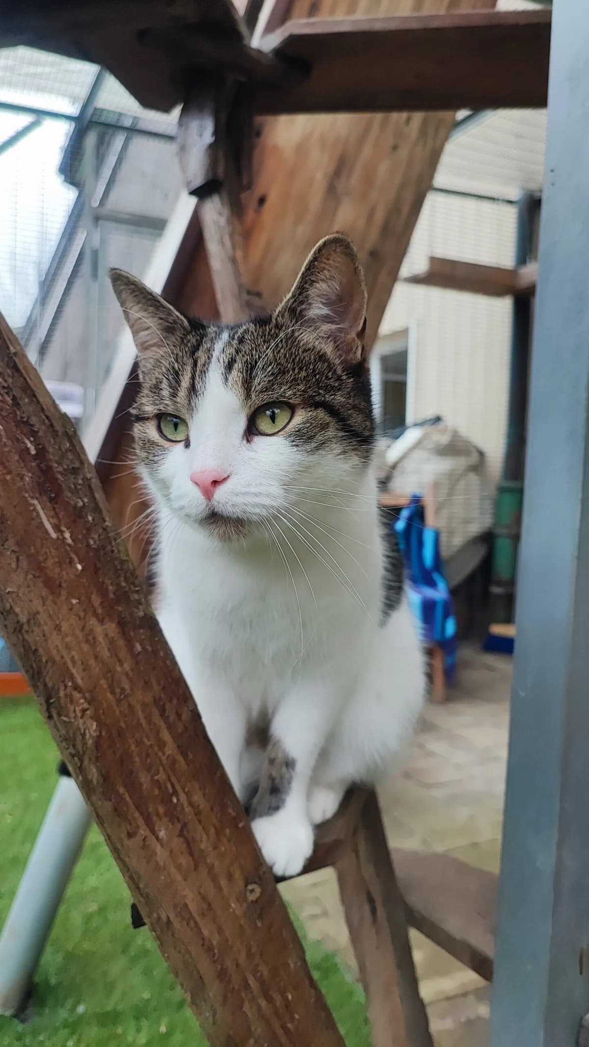 Mimi, senior European Shorthair for adoption at Tierschutzverein für Tirol, Innsbruck