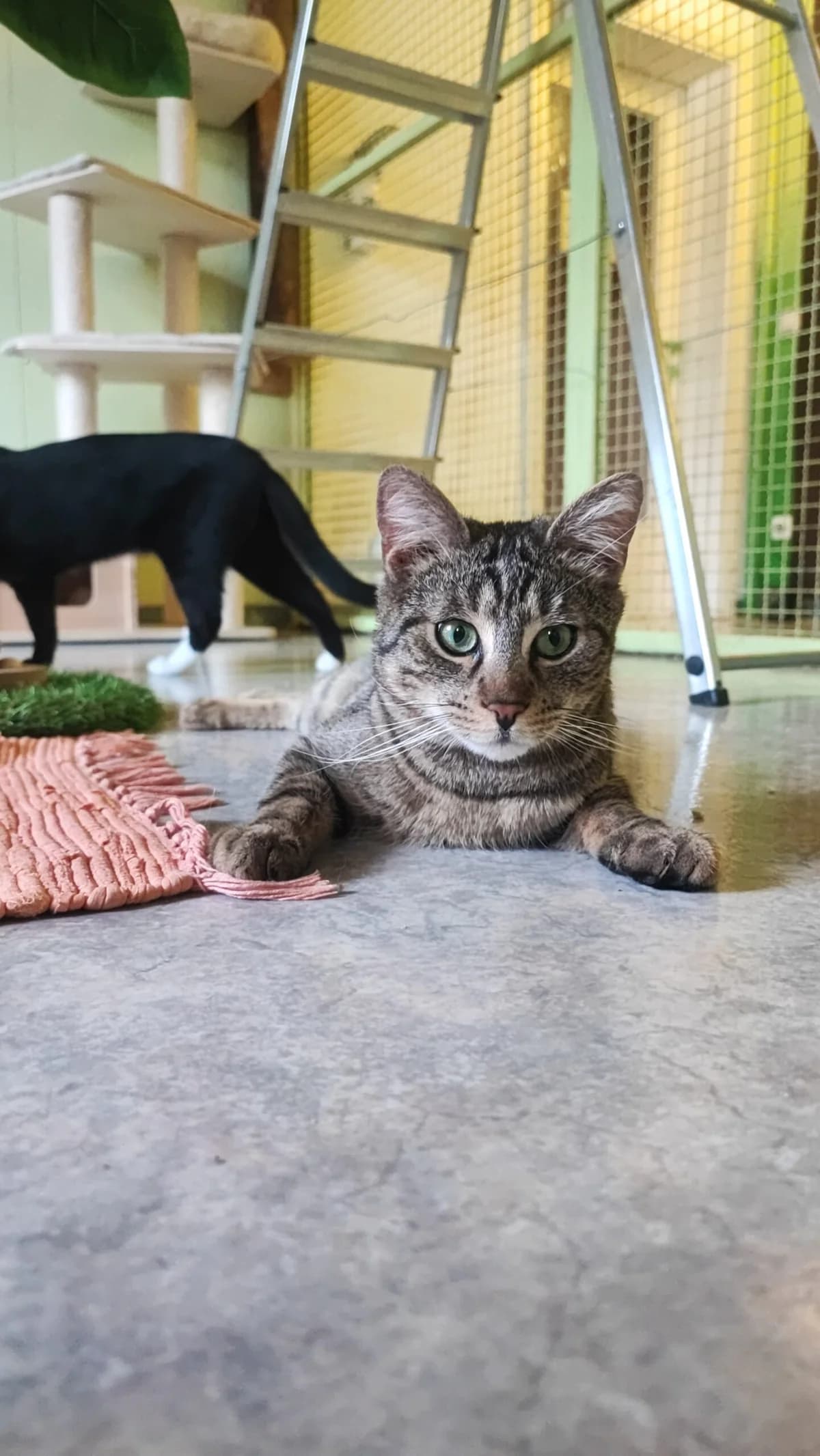 Mufasa &, male young European Shorthair for adoption at Tierschutzverein für Tirol, Innsbruck