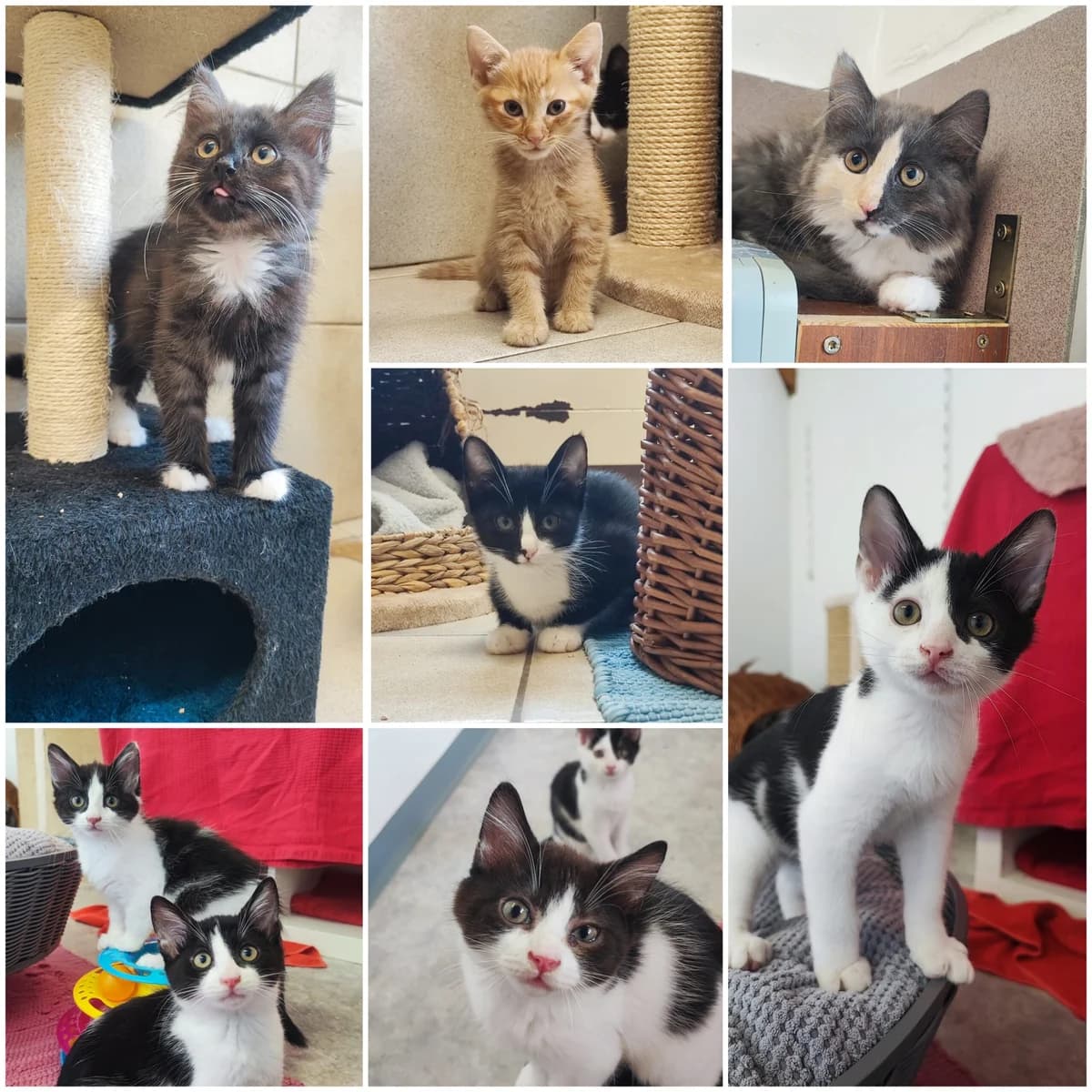Kitten, puppy European Shorthair for adoption at Tierschutzverein für Tirol, Innsbruck