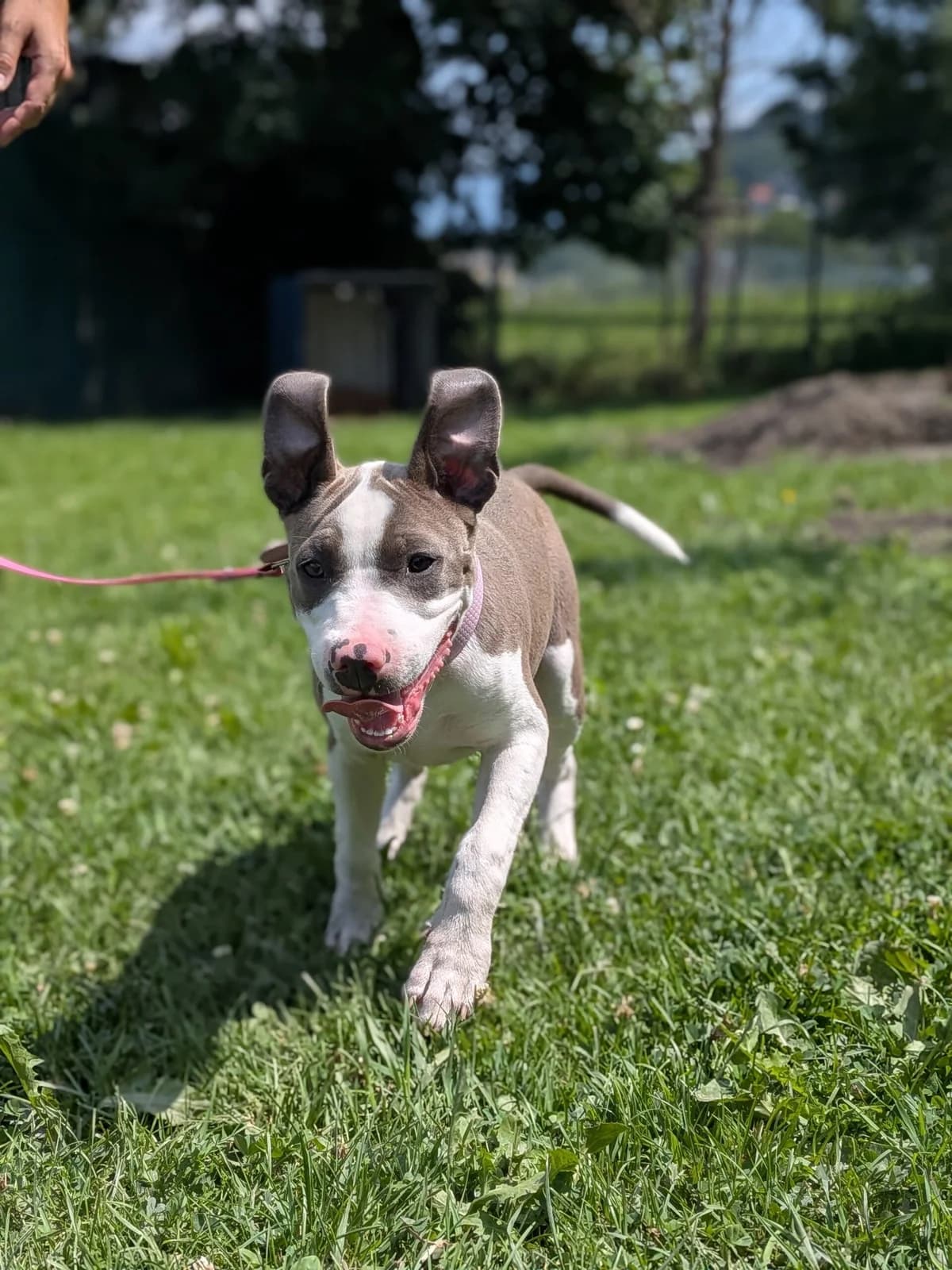 Bonnie, female puppy American Staffordshire Terrier for adoption at Tierschutzverein für Tirol, Innsbruck