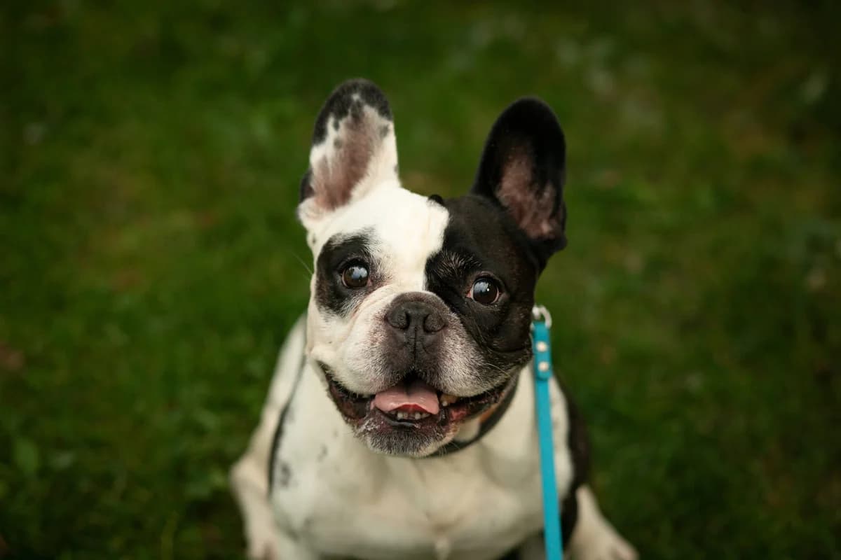 Gango, male 3yo French Bulldog for adoption at Tierschutzverein für Tirol, Innsbruck
