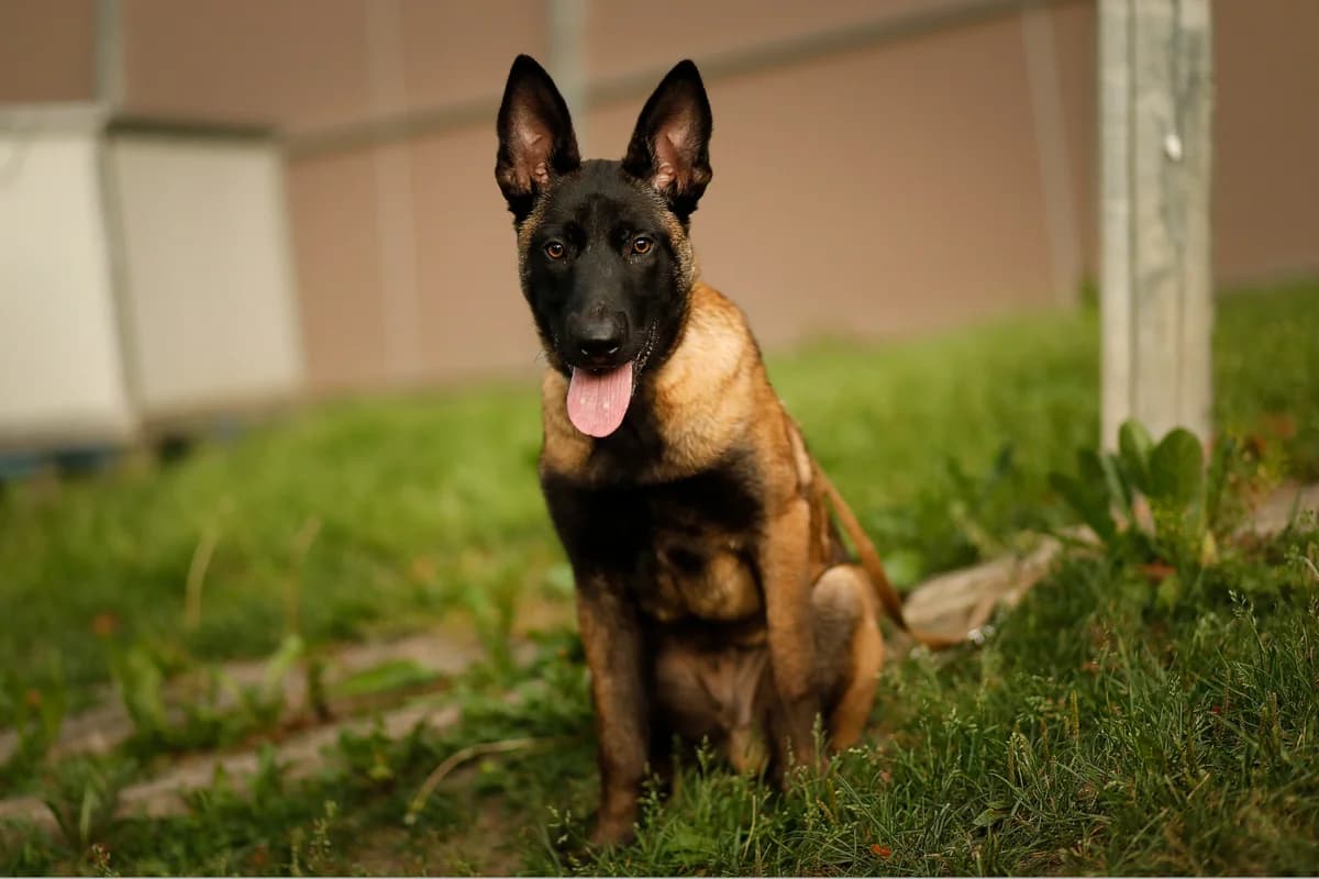 Rio, male puppy German Shepherd for adoption at Tierschutzverein für Tirol, Innsbruck