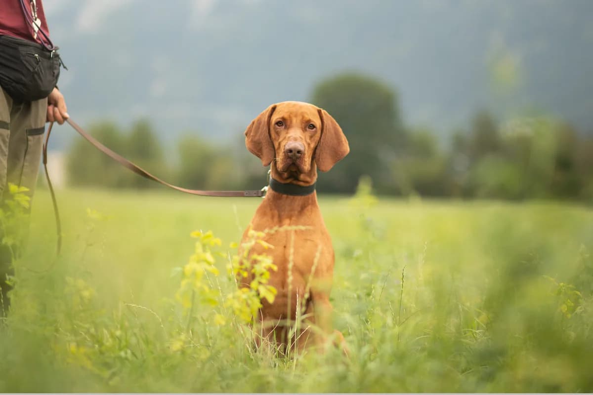 Nils, male 3yo Vizsla for adoption at Tierschutzverein für Tirol, Innsbruck