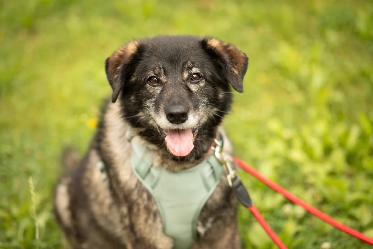 Honey, female senior German Shepherd for adoption at Tierschutzverein für Tirol, Innsbruck
