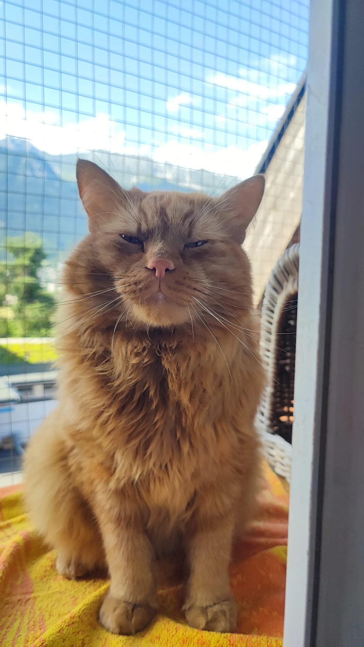 Fuzzy, male 4yo Maine Coon for adoption at Tierschutzverein für Tirol, Innsbruck