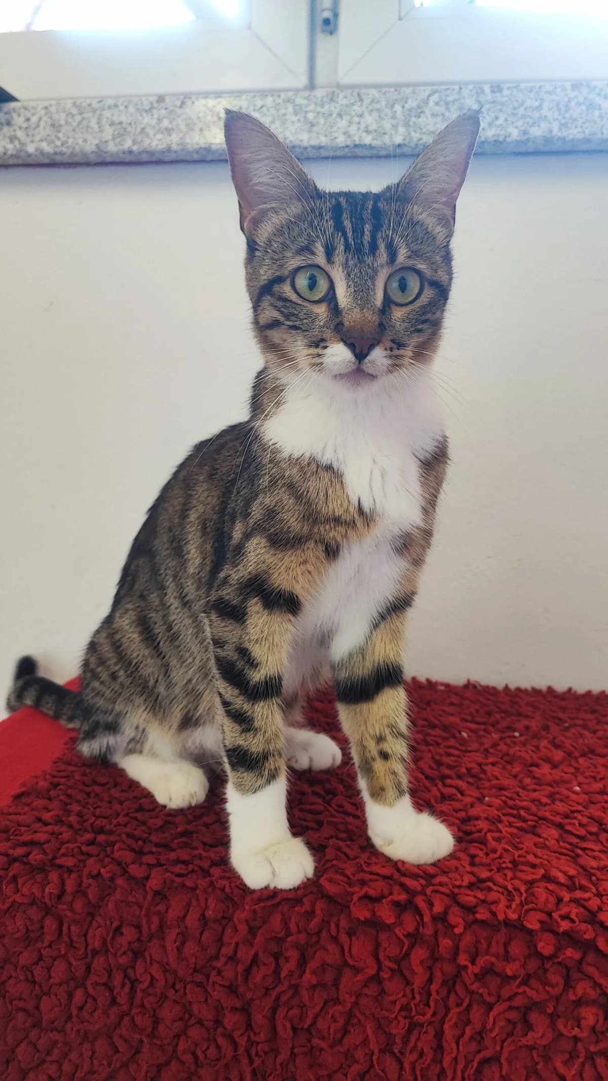 Siri, young European Shorthair for adoption at Tierschutzverein für Tirol, Innsbruck