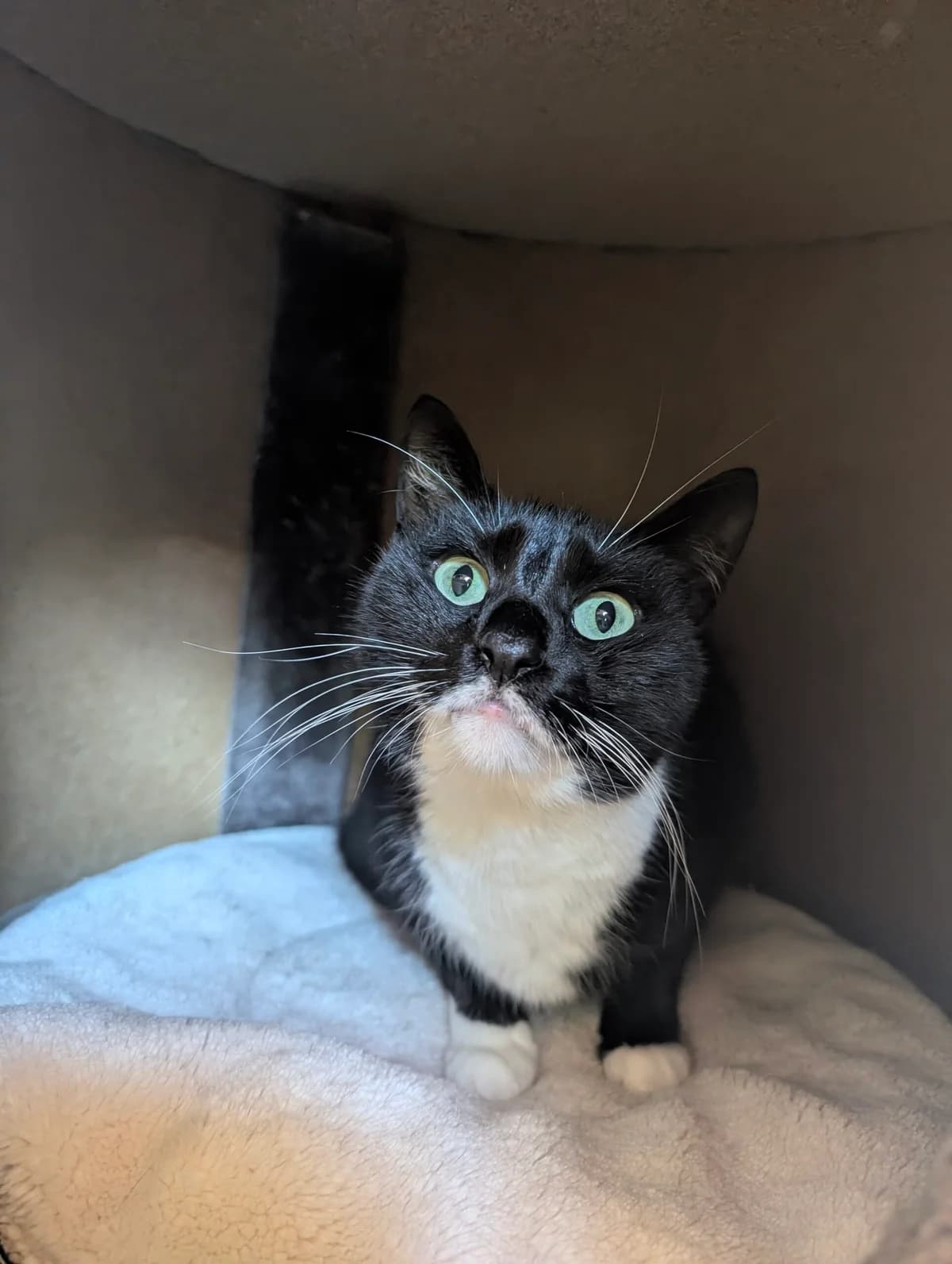 Carlo, male 5yo European Shorthair for adoption at Tierschutzverein für Tirol, Innsbruck