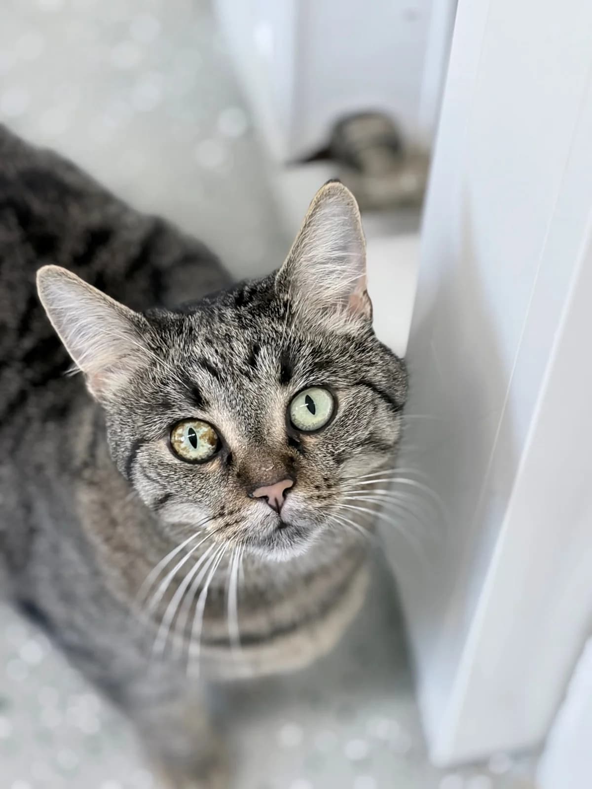 Minu, 4yo European Shorthair for adoption at Tierschutzverein für Tirol, Innsbruck