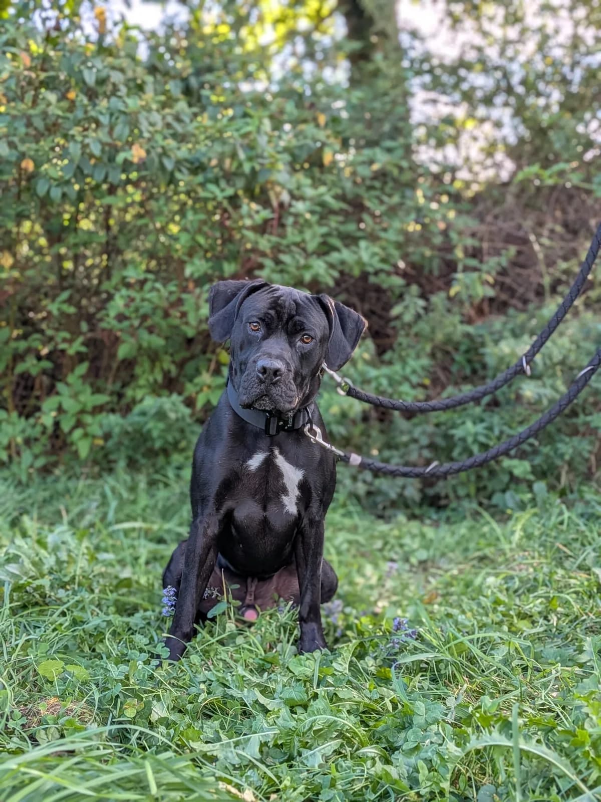 Marvin, male young Cane Corso for adoption at Tierschutzverein für Tirol, Innsbruck
