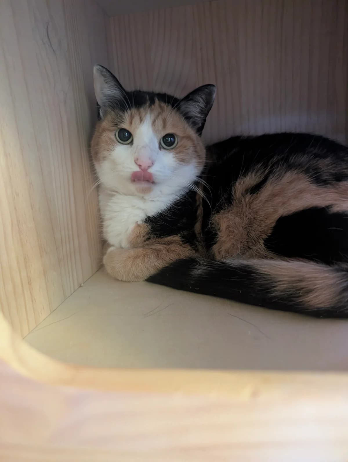 Miso, 5yo European Shorthair for adoption at Tierschutzverein für Tirol, Innsbruck