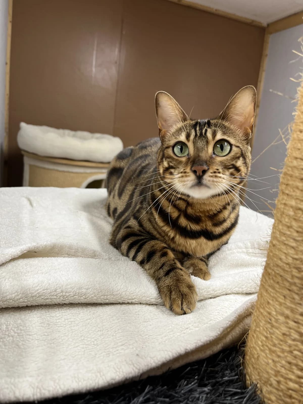 Nala, young Bengal for adoption at Tierschutzverein für Tirol, Innsbruck