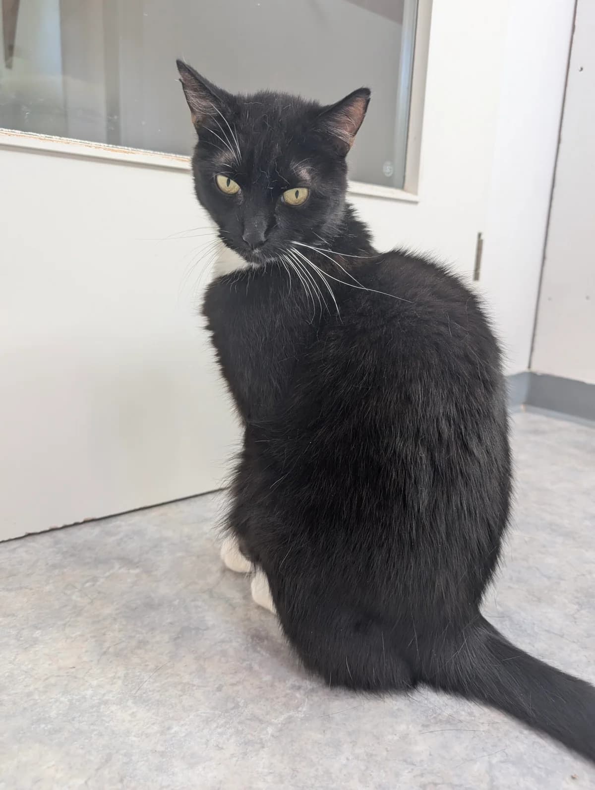 Gustl, male senior European Shorthair for adoption at Tierschutzverein für Tirol, Innsbruck