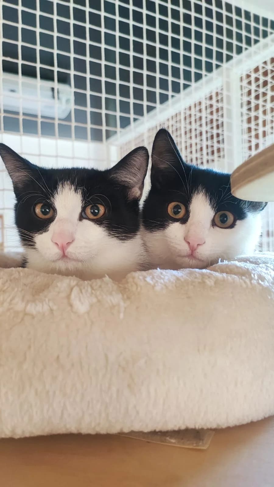 Bruno & Theo, male European Shorthair for adoption at Tierschutzverein für Tirol, Innsbruck