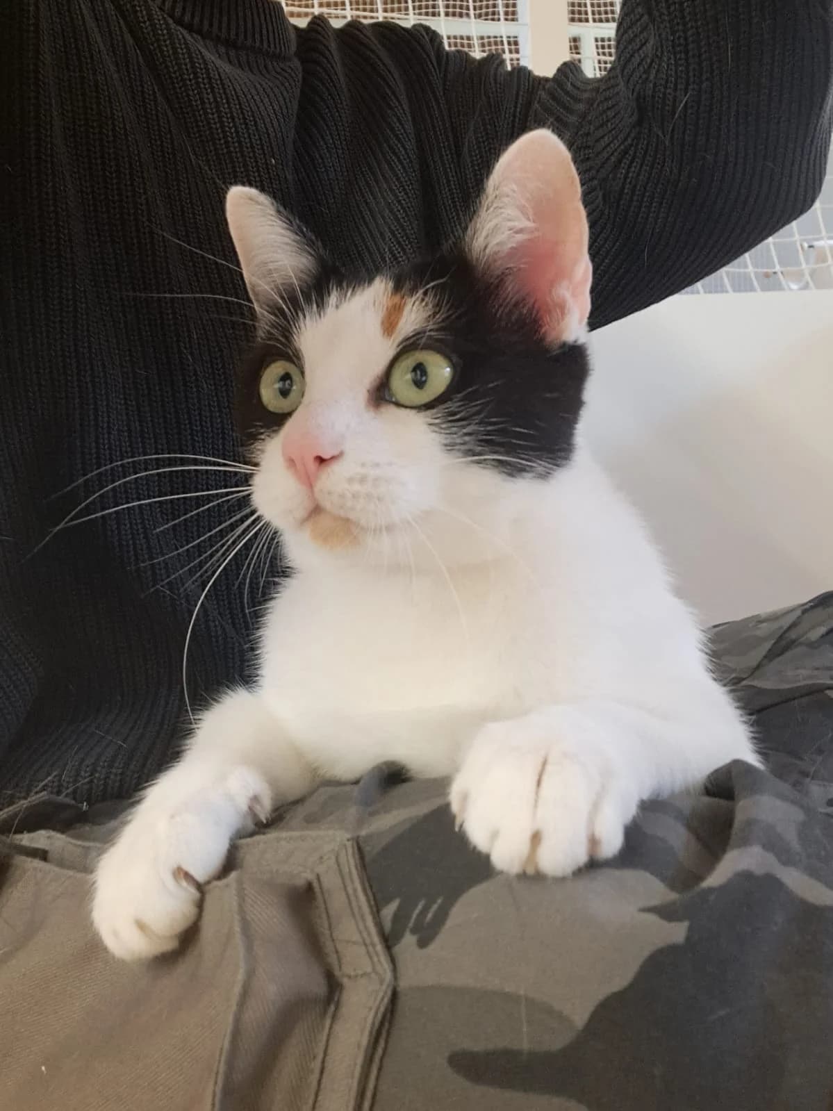 Lucy, 5yo European Shorthair for adoption at Tierschutzverein für Tirol, Innsbruck