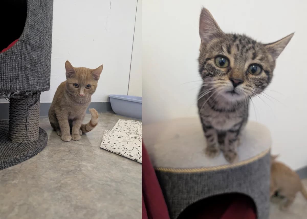 Sansa & Stormy, female European Shorthair for adoption at Tierschutzverein für Tirol, Innsbruck