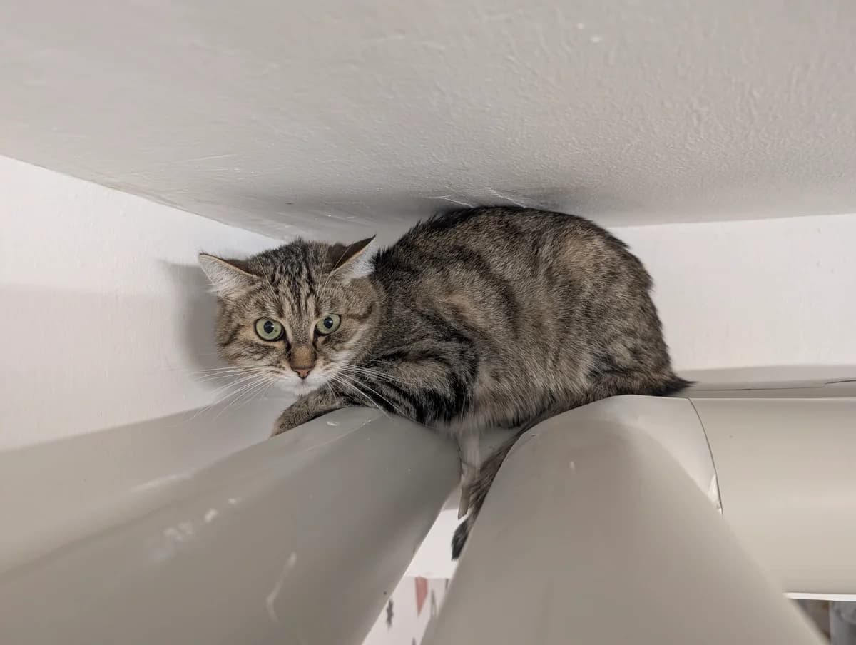 Speedy, European Shorthair for adoption at Tierschutzverein für Tirol, Innsbruck