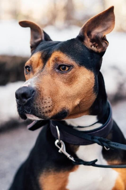 Erbse, female 6yo American Pit Bull Terrier for adoption at Tierschutzverein für Tirol, Innsbruck
