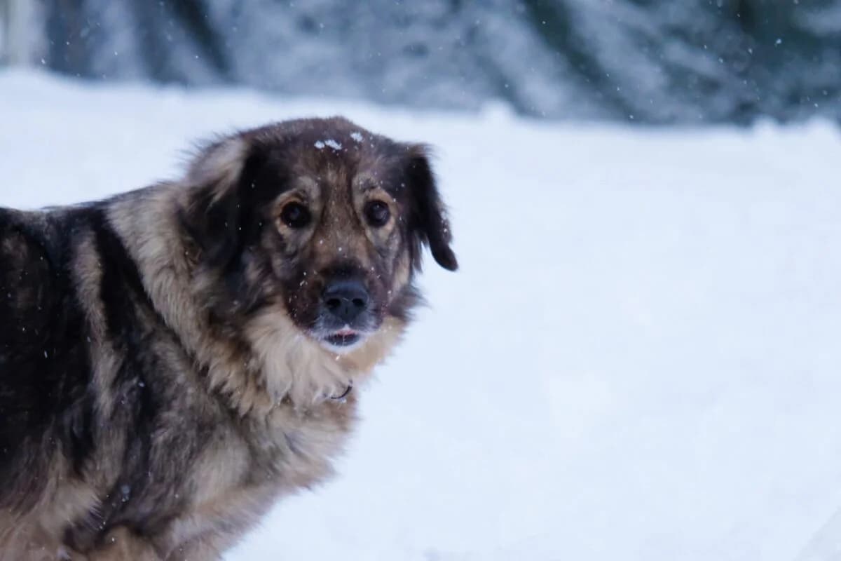 Mimi, female senior mixed breed for adoption at Tierschutzverein für Tirol, Innsbruck