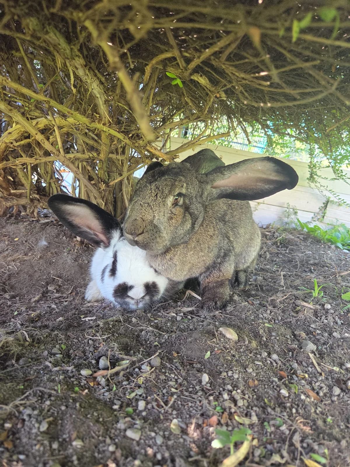 Klopfer, Domestic Rabbit for adoption at Tierschutzverein für Tirol, Innsbruck