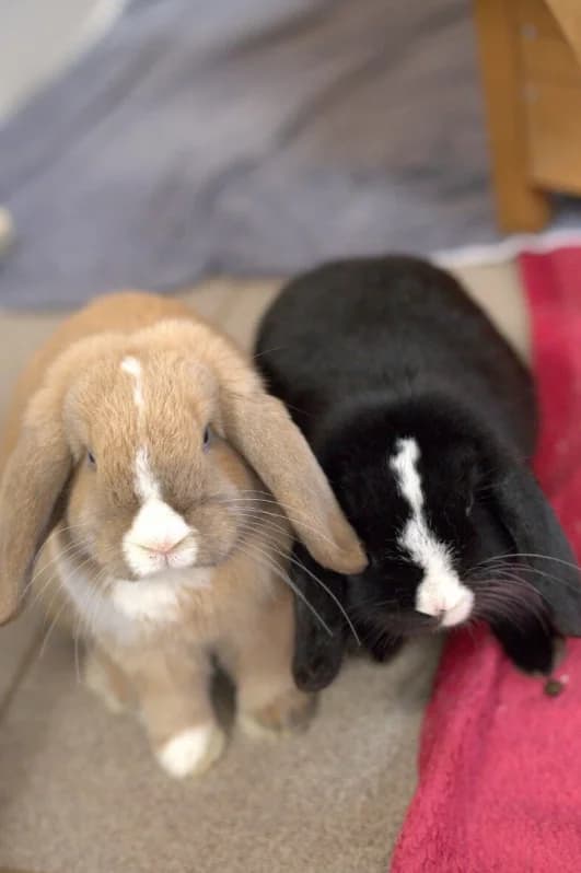 Kaninchen, Mixed Breed for adoption at Tierschutzverein für Tirol, Innsbruck