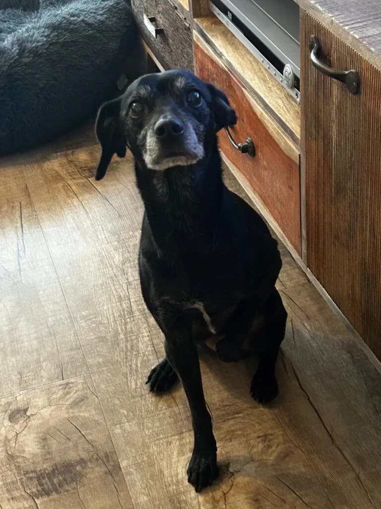 Balu, female senior Mixed Breed for adoption at Tierzuflucht