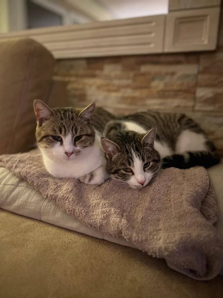 Findus & Balu, male young European Shorthair for adoption at Tierzuflucht