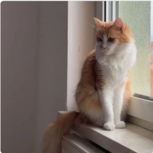 George & Merlin, male 6yo Mixed Breed for adoption at Tierzuflucht