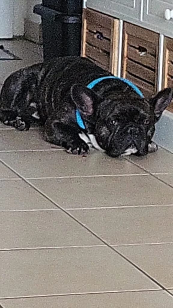 Harley, male 3yo French Bulldog for adoption at Tierzuflucht